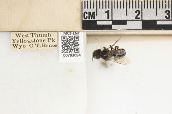 Media type: image;   Entomology 793084 Aspect: Labels